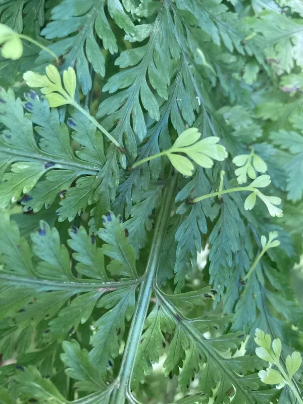 Hen and chicken fern