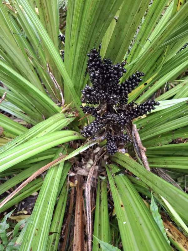 Astelia fragrans