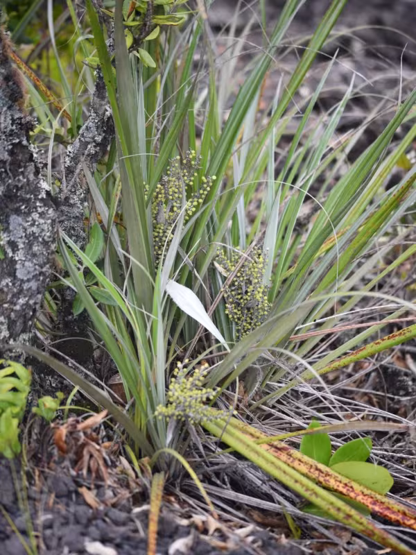 Shore Astelia
