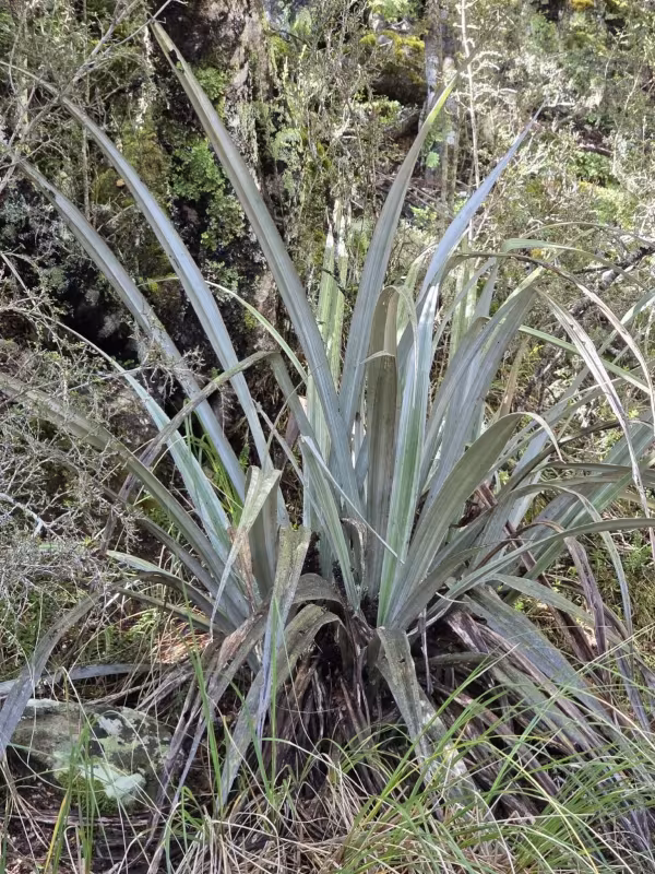 Astelia nervosa