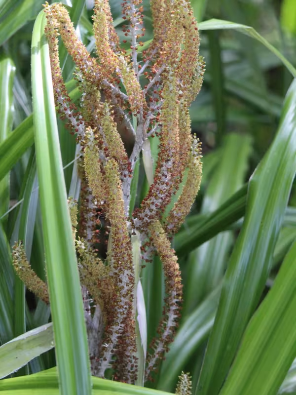 Astelia solandri