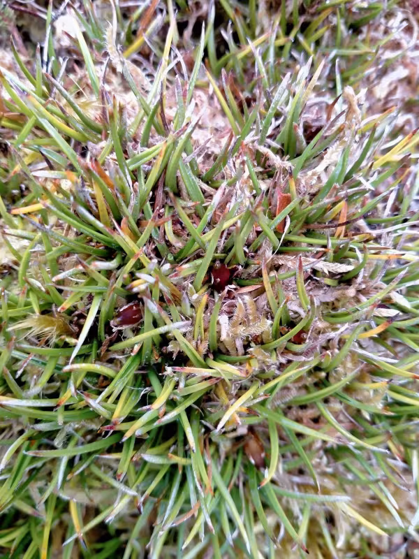 Astelia subulata