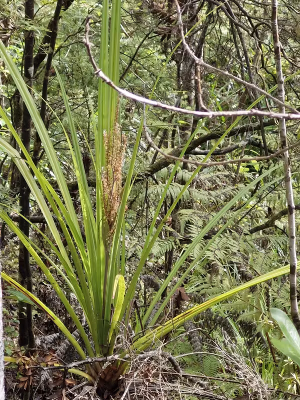 Astelia trinervia