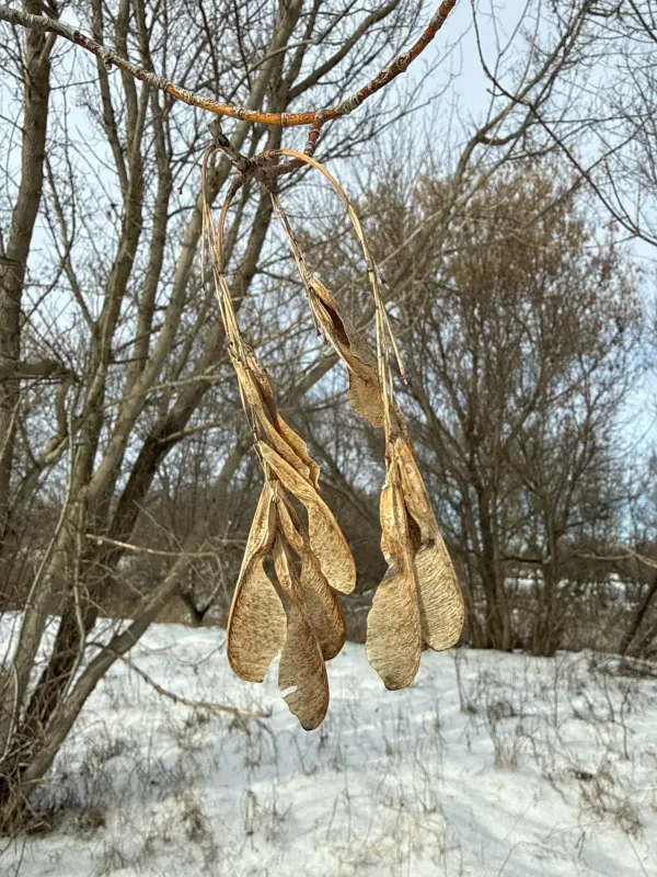 Клён ясенелистный