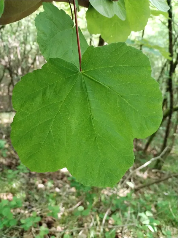 Neapolitan maple
