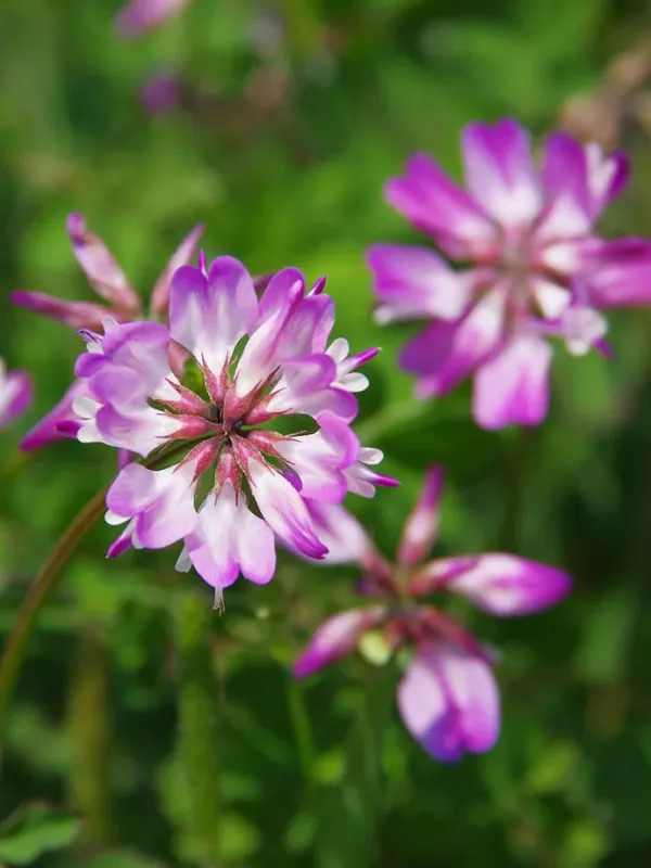 Astragalus balansae
