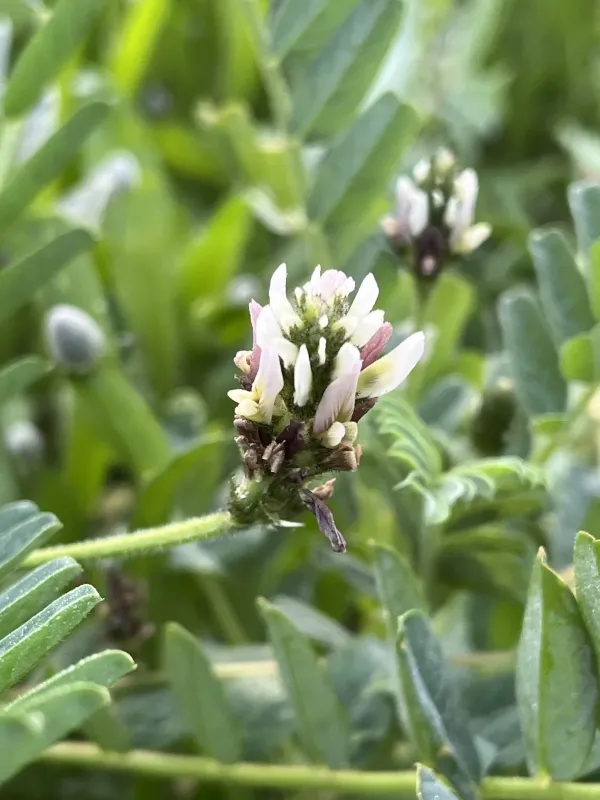 Chickpea milkvetch