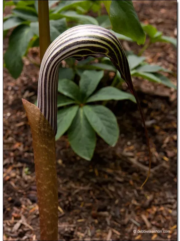 Arisaema loureirii
