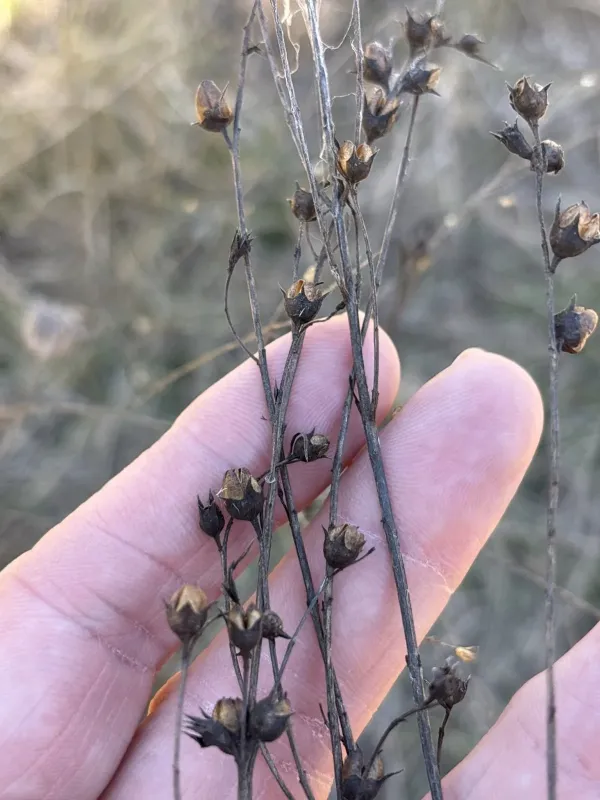 Агалініс різнолистий