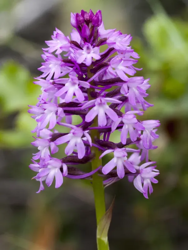 Anacamptis pyramidalis