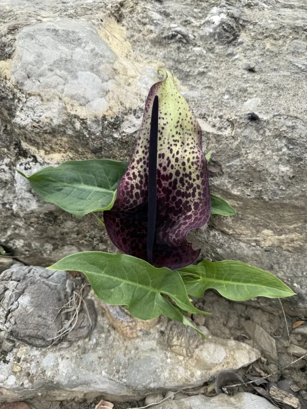Arum dioscoridis