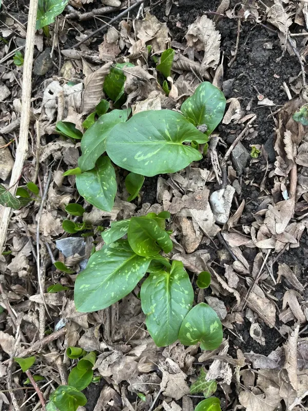 Eastern Cuckoo-pint