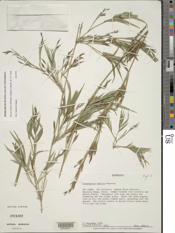 Kuruna debilis