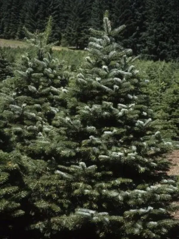 Kaz Dagi fir