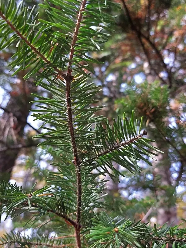 Khingan fir