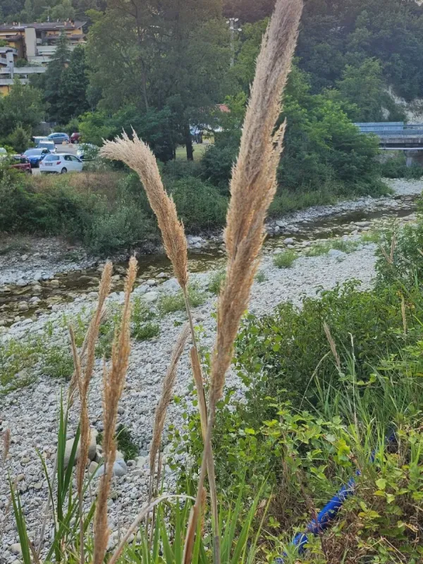 Арундо Плиния