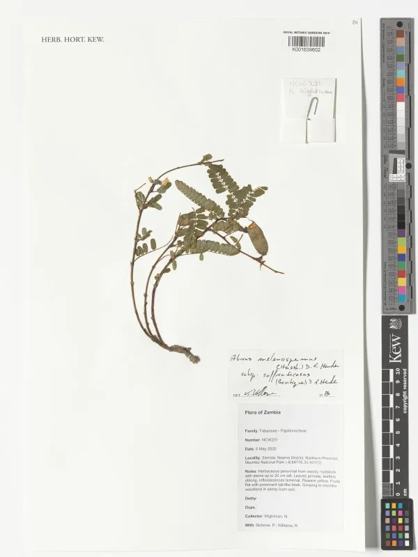 Abrus melanospermus