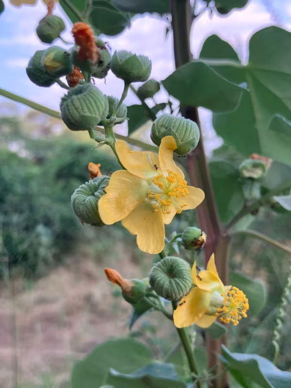Abutilon angulatum