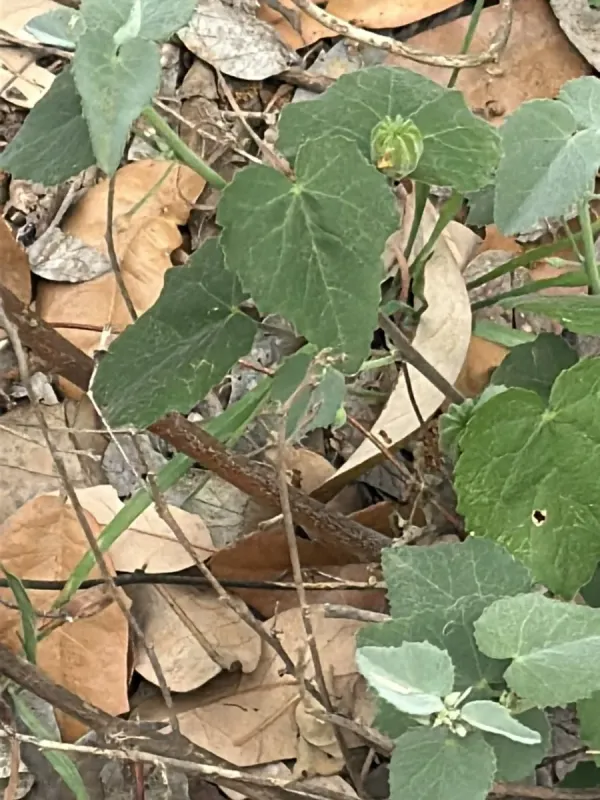 Shrubby abutilon