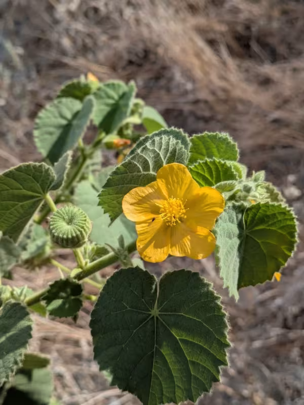 Abutilon graveolens