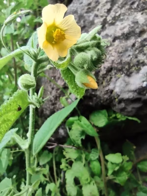 Abutilon hemsleyanum