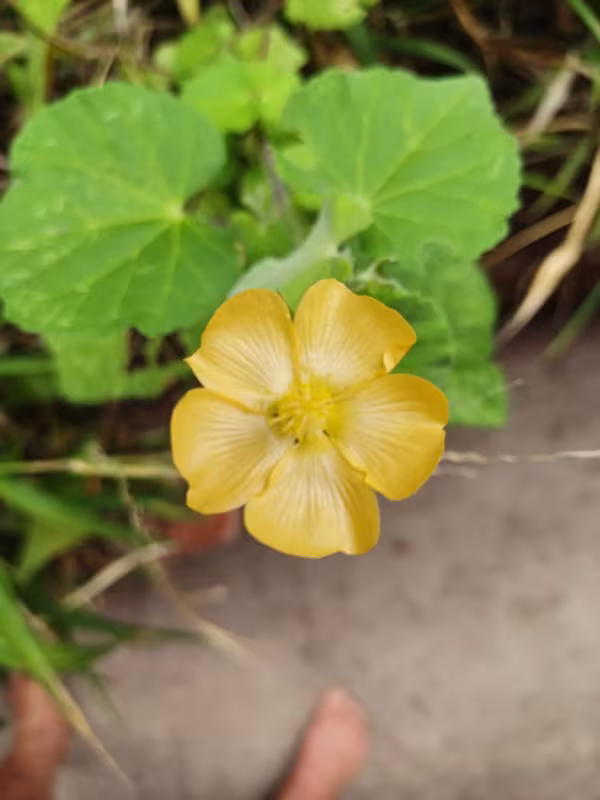 Sonnerat's abutilon