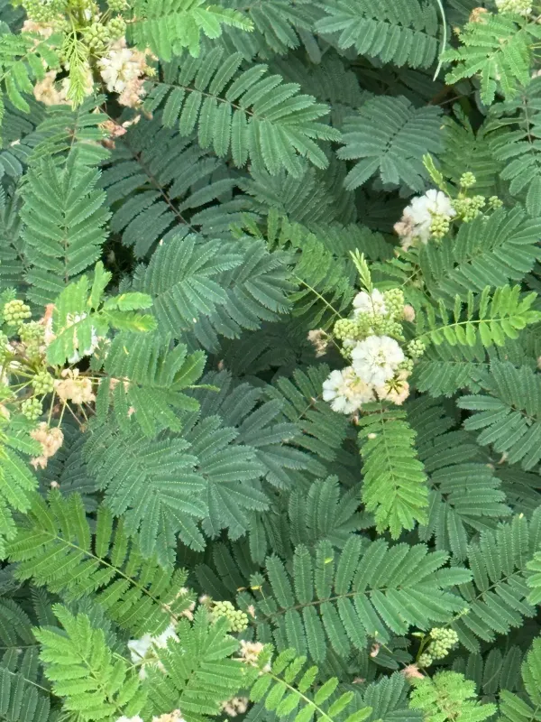 Acaciella angustissima