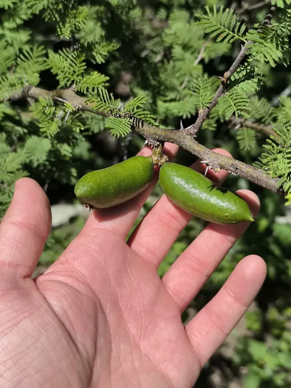 Caven acacia