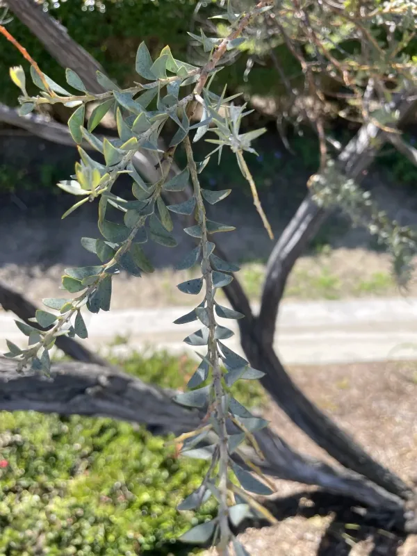 Knife-leaf wattle