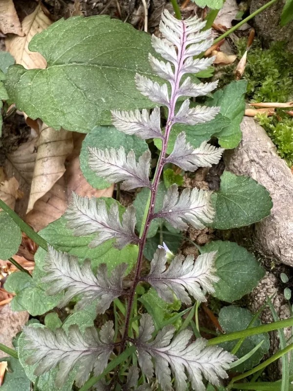 Japanese painted fern