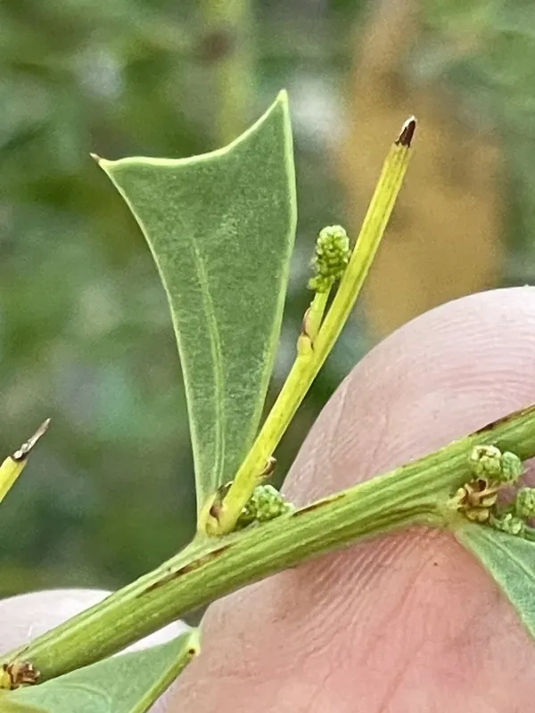 Acacia truncata