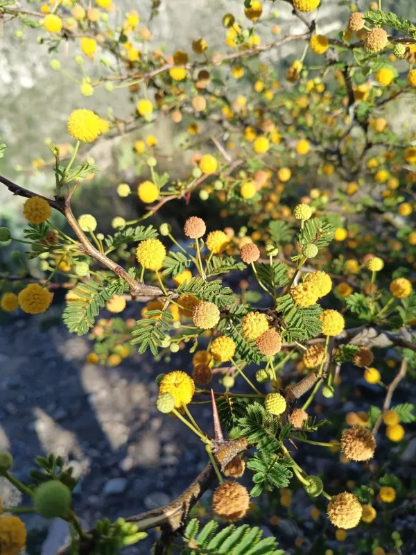 Acacia macracantha