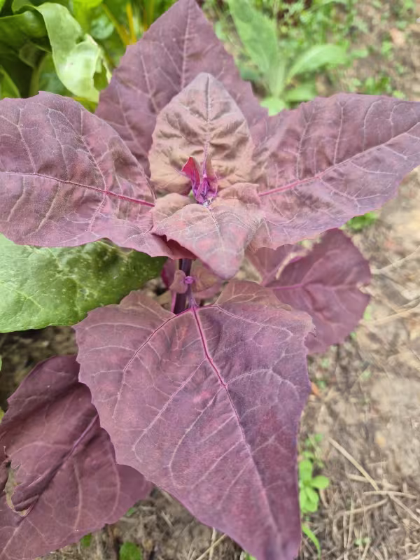 Garden orache