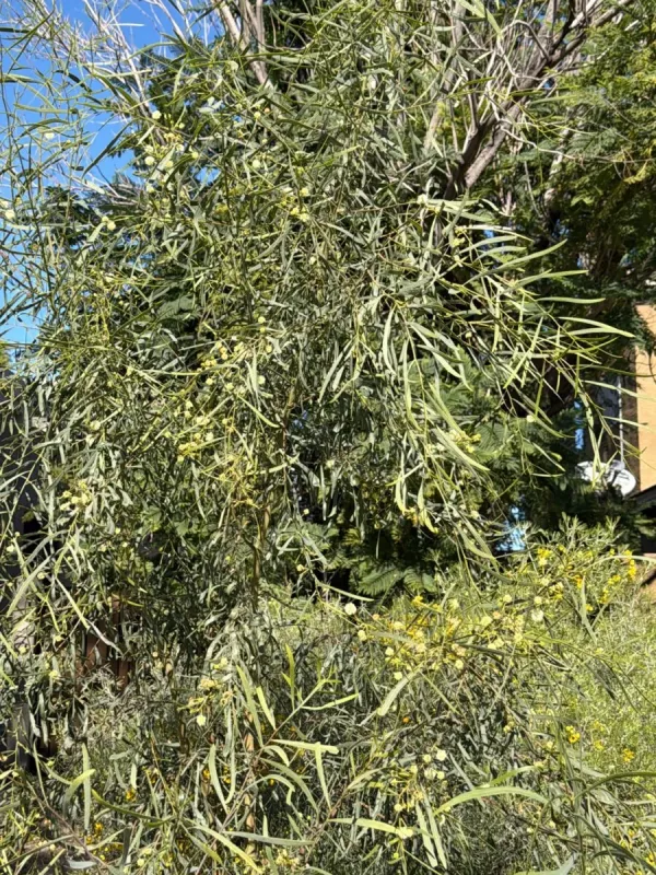 Willow acacia