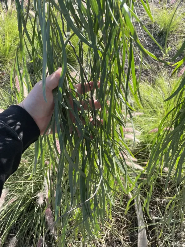 Shoestring acacia