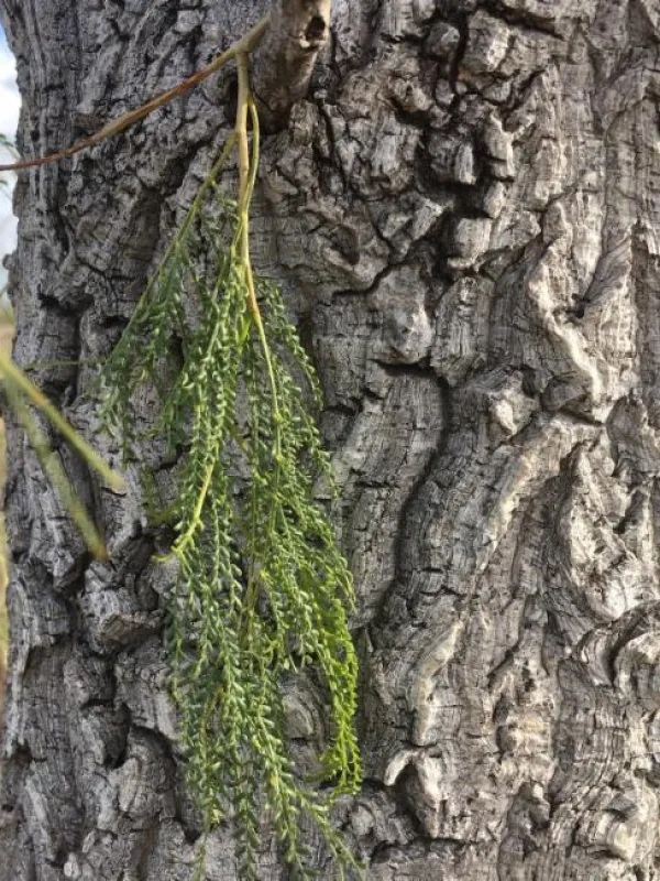 Sutherland acacia