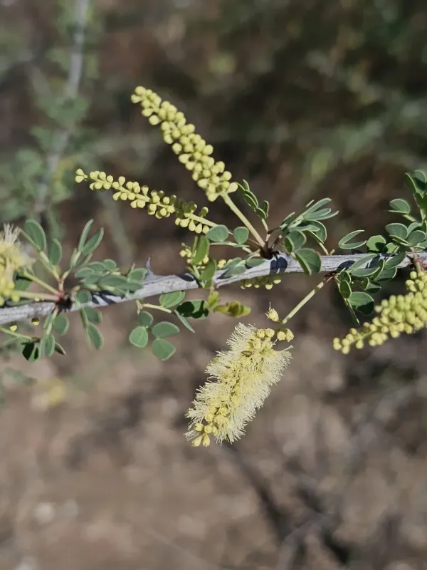 Wright's acacia
