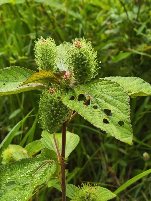 Акалифа полевая