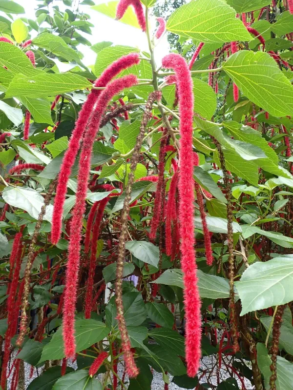 Acalypha hispida