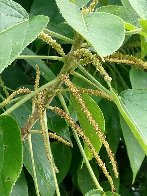 Acalypha macrostachya