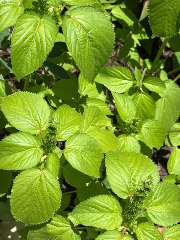 Acalypha persimilis