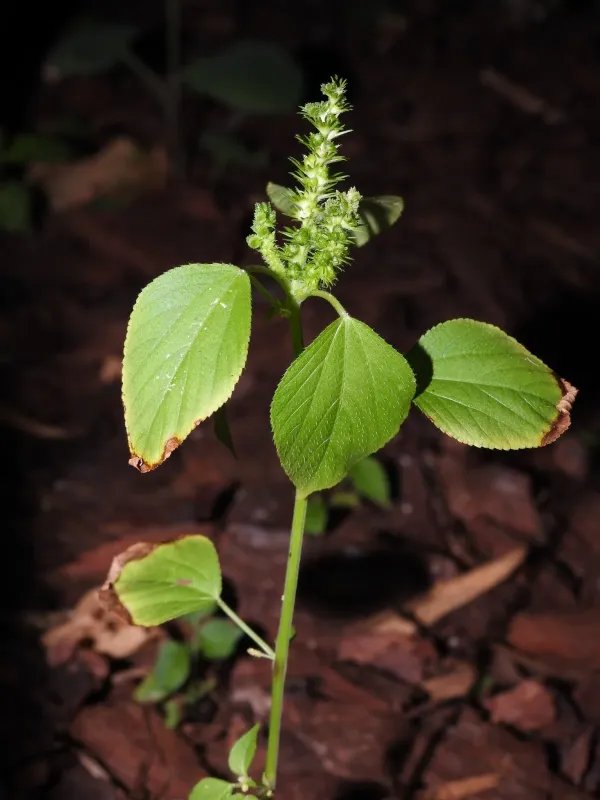Acalypha setosa