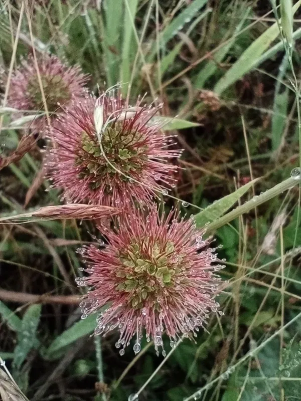 Acaena novae-zelandiae