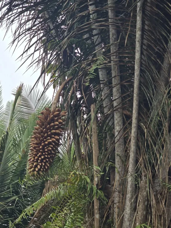 Babassu palm