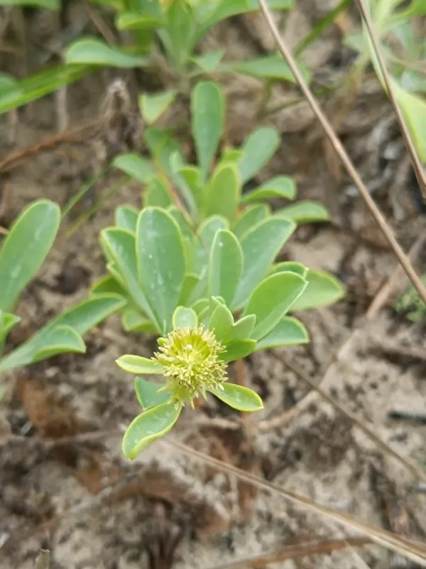 Acicarpha spathulata