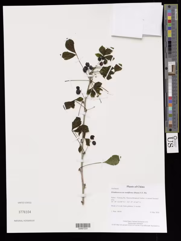 Eleutherococcus nodiflorus