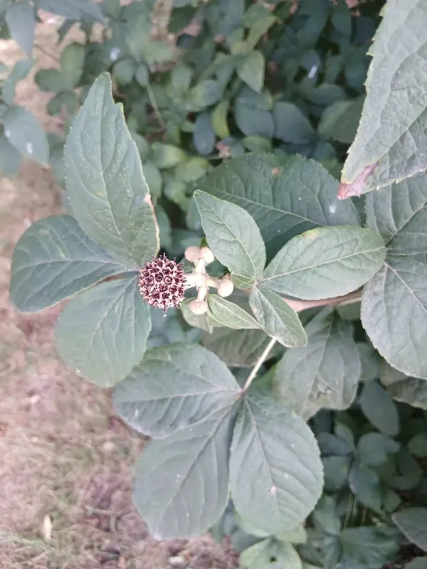 Acanthopanax sessiliflorus