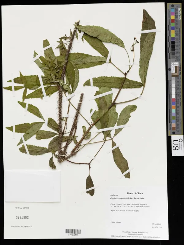 Narrow-leaf acanthopanax