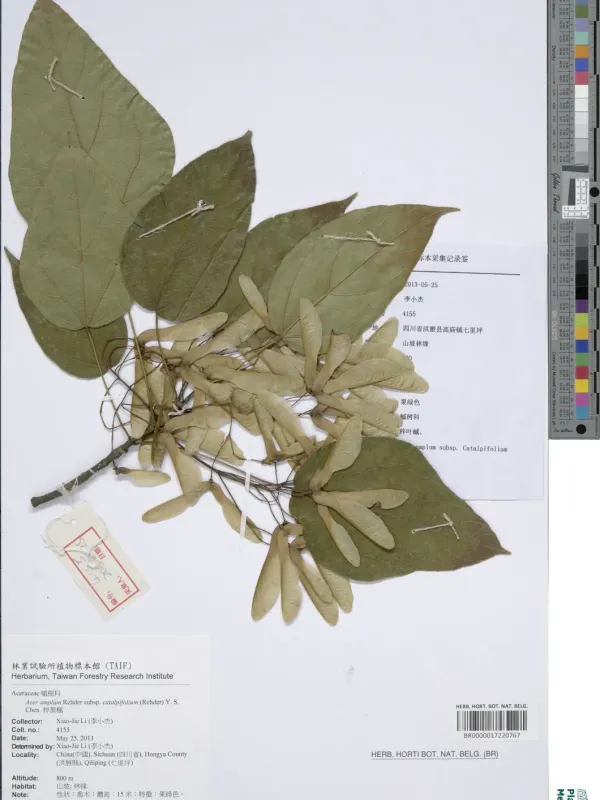 Acer amplum