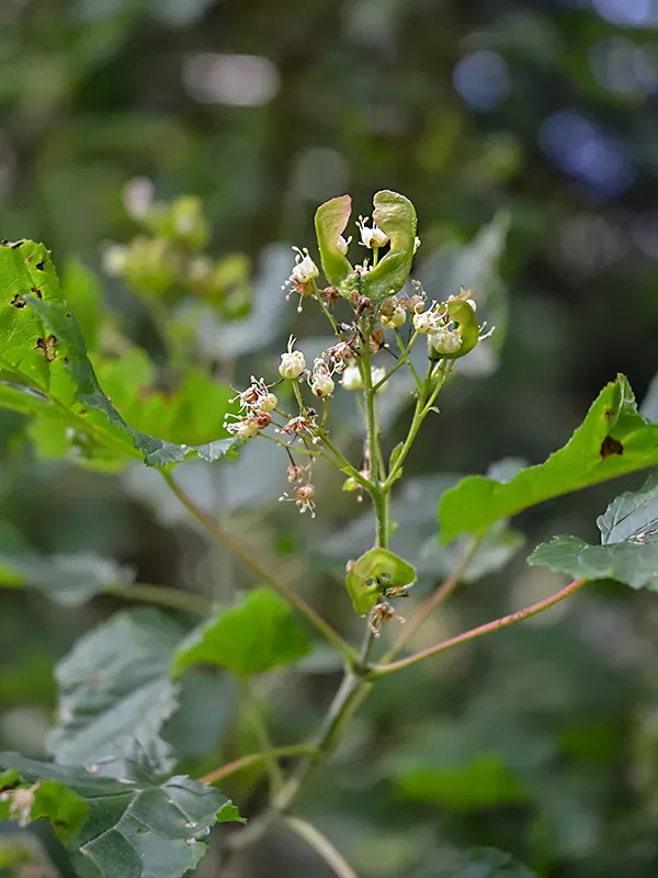 Bornmueller Maple